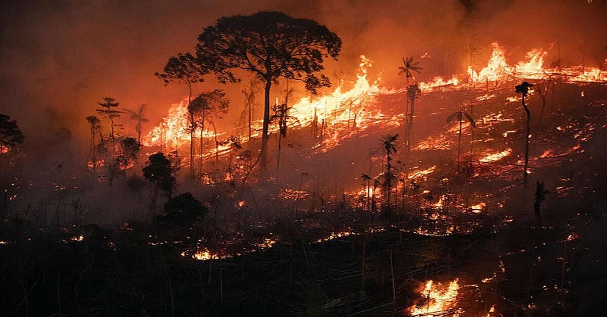 Destrucción por incendios forestales en Chile: 112 personas murieron hasta el momento